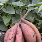 Батат "Murasaki" (сладкий картофель) маточный клубень купить