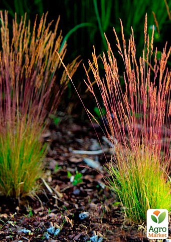 Костриця Готьє червонолиста "Sunrise" (Festuca Sunrise)