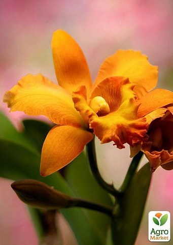 Каттлея "Дивовижна орхідея" (Cattleya) дм 12 см вис. 35 см