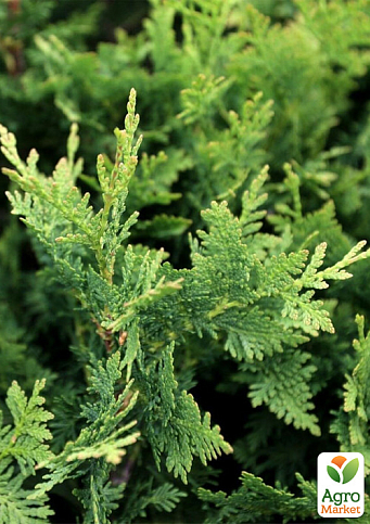 Туя западная "Huebner " (контейнер Р9, высота 10-15 см)