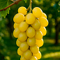 Виноград "Смарагд"