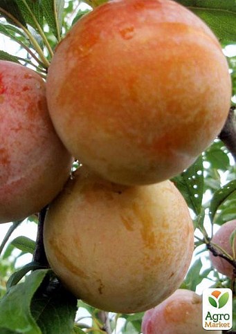 Алыча "Байрон Голд" (осенний сорт, поздний срок созревания) - фото 3