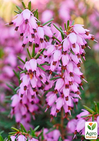 Еріка квітуча 2-річна "Darly Dale" вазон С2 - фото 2