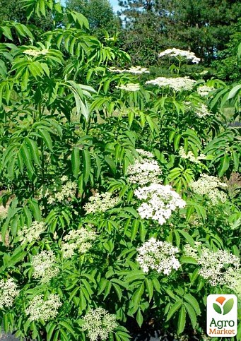 Бузина чорна "Ранчо" контейнер Р9 - фото 2