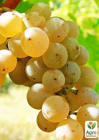 Эксклюзив! Виноград нарядный янтарно-белый "Сладкая мечта" (Sweet dream) (премиальный мясистый сорт) - фото 4