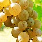 Эксклюзив! Виноград нарядный янтарно-белый "Сладкая мечта" (Sweet dream) (премиальный мясистый сорт)