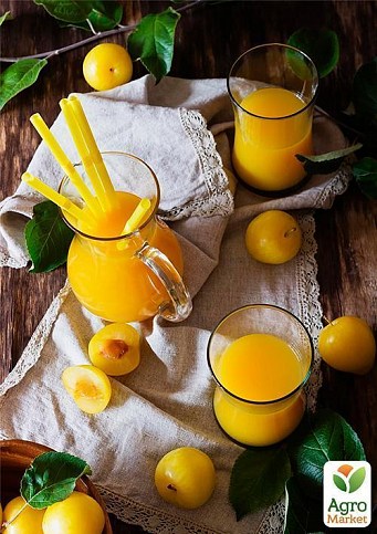 Слива "Джефферсон" - фото 2