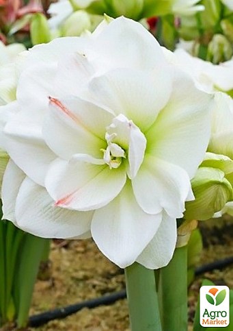 Гіппеаструм махровий "White Amadeus" (Амариліс)