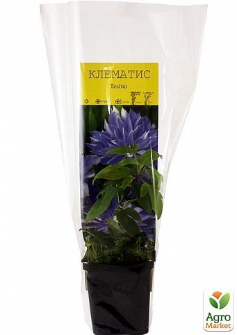 Клематис "Teshio" (повторноцветущий сорт) - фото 3
