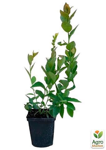 Голубика (черника садовая) "Река" (ранний срок созревания, один из самых популярных сортов) - фото 4