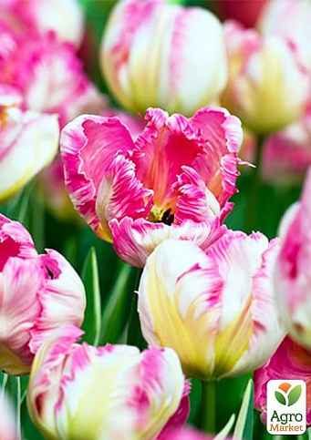 Тюльпан "Parrot Pinkvision"  - фото 2