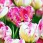 Тюльпан "Parrot Pinkvision"  купить