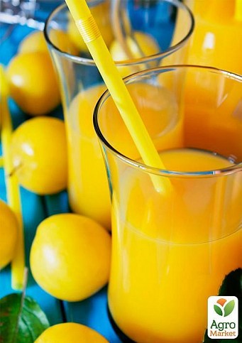 Слива "Байрон Голд" (осінній сорт, пізній термін дозрівання) - фото 2