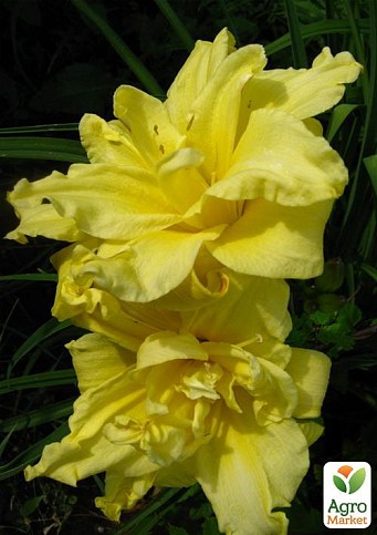 Лилейник "Maymont Double" 
