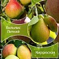 Дерево-сад Груша "Киргизская+Вильямс Летний+Виктория" 