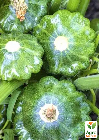 Патиссон "Старшип F1" ТМ "Syngenta" 500шт