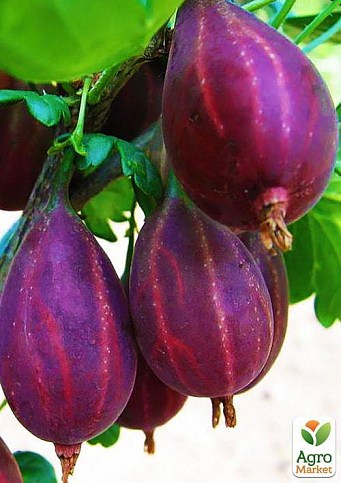 Агрус "Серенада" (пізній термін дозрівання, сорт високозімостойкий) - фото 2