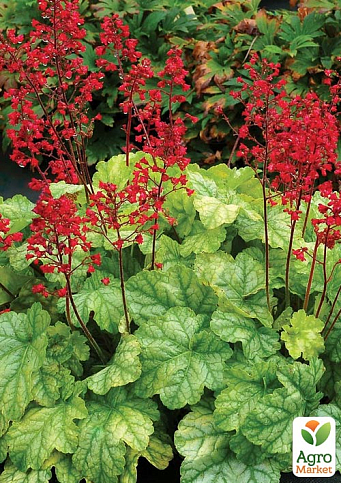 Гейхера (Heuchera) "Tokyo" С1 (высота 15-30см)