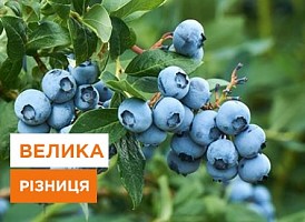 Чорниця чи лохина в чому різниця - корисні статті про садівництво від Agro-Market