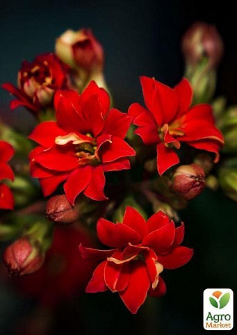 Каланхоэ "Вазон любви" (Аrrangements Kalanchoe) дм 11см выс. 25 см