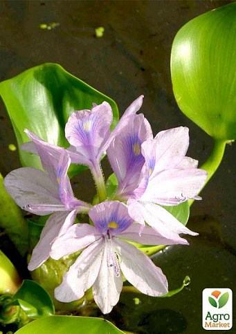 Эйхорния (водяной гиацинт) - фото 4