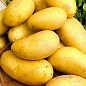 Насіннєвий рання картопля "Бюррен" (на жарку, 1 репродукція) 3 кг