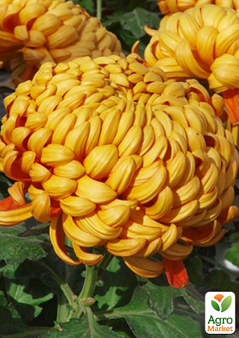 Хризантема "Orlando Dore" (низькоросла великоквіткова)