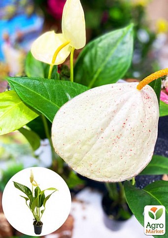 Антуриум (Anthurium) "Oshiro White"