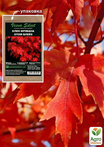 Клен Фримана "Отом Блейз" ТМ "Vesna Select" 10шт