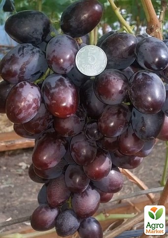 Виноград "Торнадо" (крупная гроздь до 2500 г, гармоничный вкус)