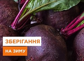Зберігання буряка: свіжий буряк до столу всю зиму - корисні статті про садівництво від Agro-Market