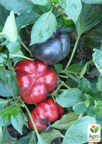 Перець "Солодкий Сократ" ТМ "Vesna Select" 20шт