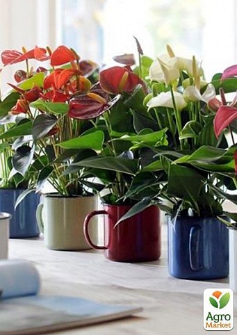 Антуриум Андре микс "Необычайная красота" (Anthurium andr. mixed) дм 21 см выс. 85 см