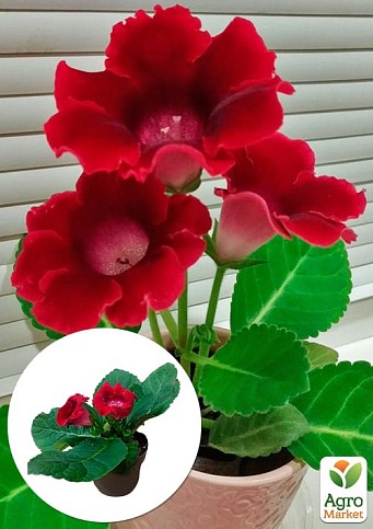 Глоксинія "Empress Red" висота 20см