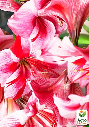 Гіппеаструм простий "Gervase" (Амарілліс)  - фото 2