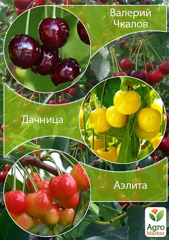 Дерево-сад Черешня "Валерій Чкалов + Дачниця + Аеліта"