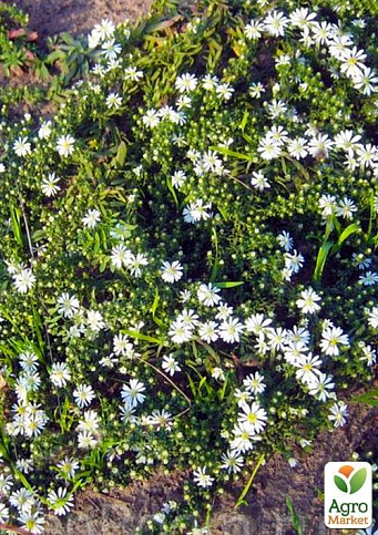 Астра почвопокровная"Snow Flurry" (контейнер № 10)