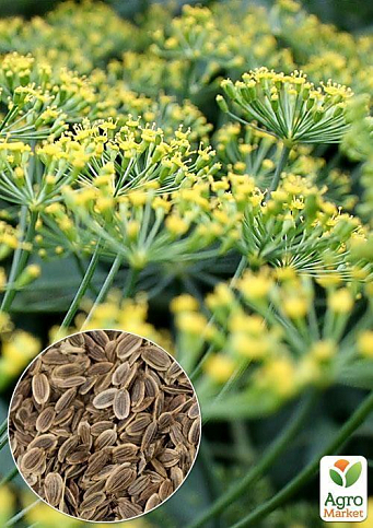 На развес Укроп "Салют" ТМ "Весна" цена за 20г