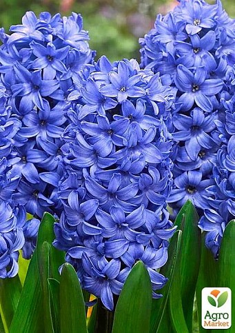 Гиацинт "Blue Giant" 2шт в упаковке