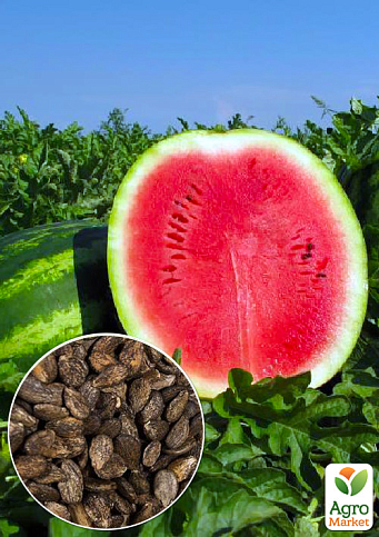 На вагу Кавун "Амфіон" ТМ "Весна" ціна за 6г