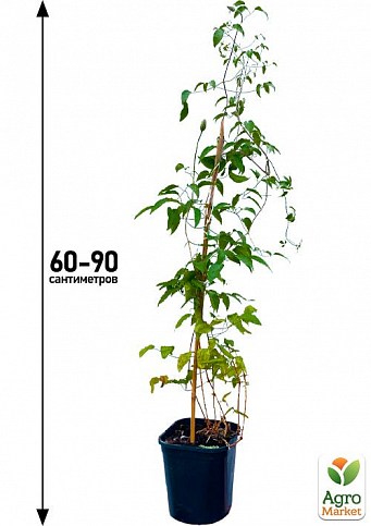 Клематис 3-х летний "Akafuji" С2 - фото 4