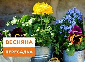 Які квіти можна пересаджувати навесні - корисні статті про садівництво від Agro-Market