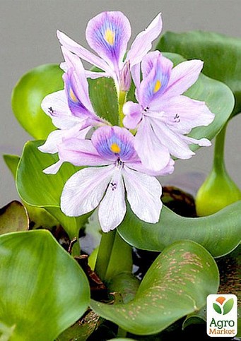 Эйхорния (водяной гиацинт) - фото 7