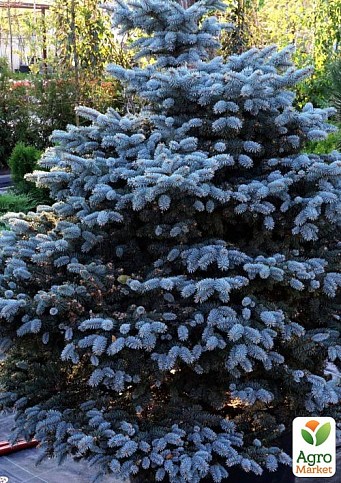 Ель голубая "Majestic Blue" (горшок P9)