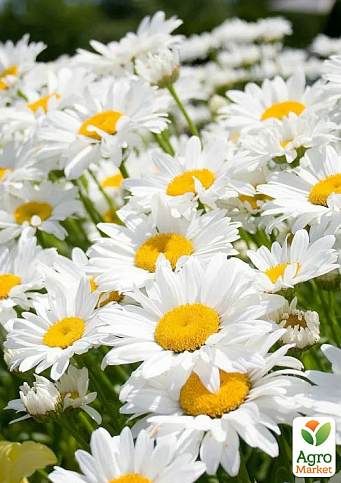 Ромашка Крупноцветковая (букетная, срезочная)