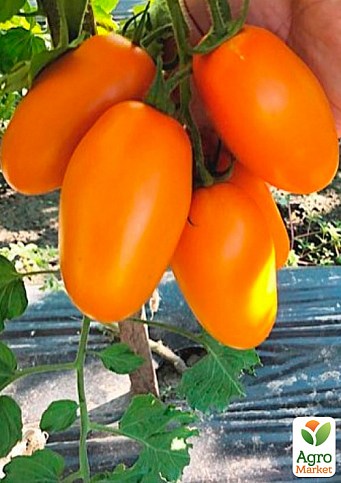 Томат индетерминантный "Ремембе F1" ТМ "Lark Seeds" 250шт