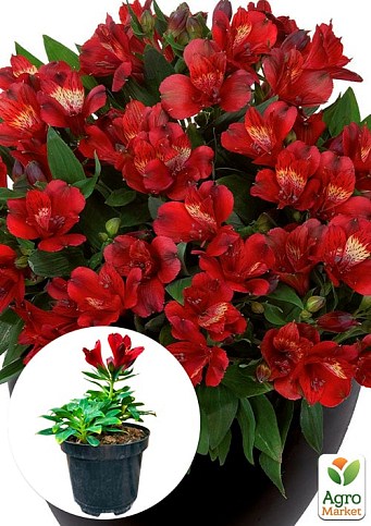 Альстромерия inticancha Patio "Doba" (выращено in-vitro) С1,5