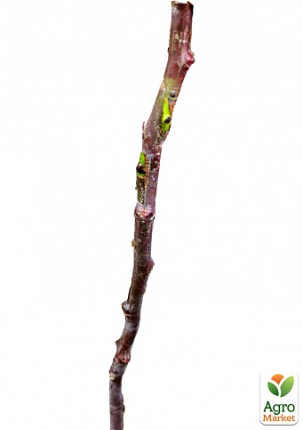 Окулянти Троянди на штамбі «Red Leonardo Da Vinci» - фото 2