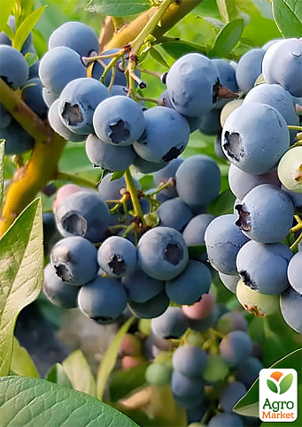 Голубика (черника садовая) "Денис Блю" (Denis Blue) (средний срок созревания, ягода долго хранится) - фото 3
