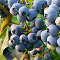 Голубика (черника садовая) "Денис Блю" (Denis Blue) (средний срок созревания, ягода долго хранится) цена